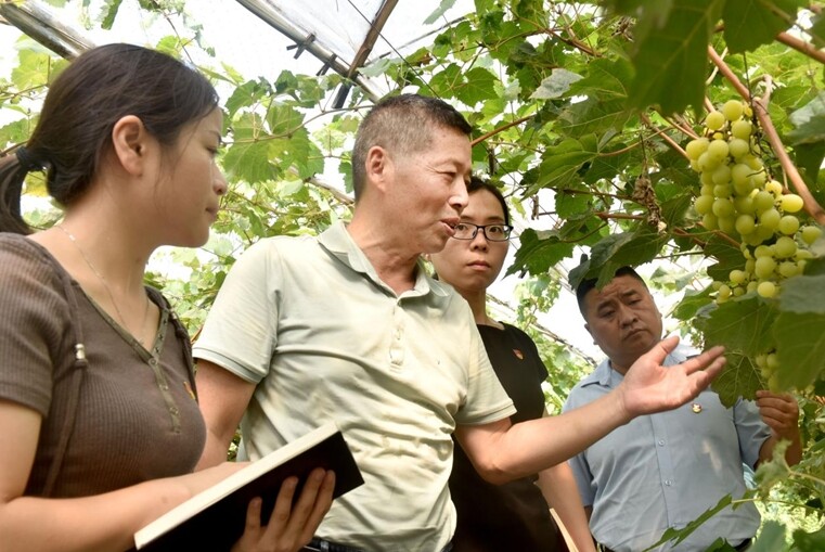 钟宗虎（左二）向营商办工作人员介绍葡萄生长情况 （朱定文 摄）