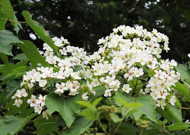 漫山遍野的桐花挂满枝头 （乐燕飞 摄）