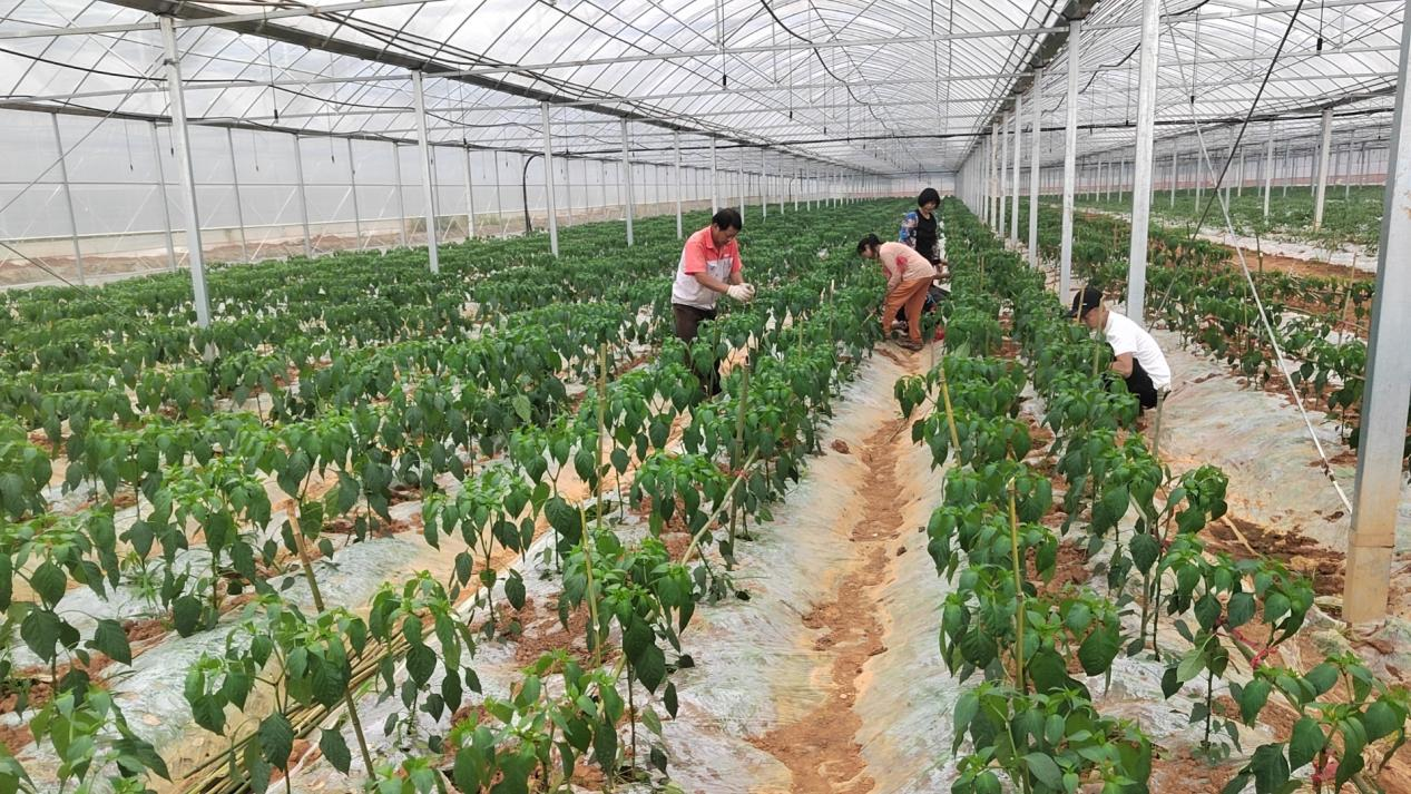 西源乡福缘社区的辣椒种植基地（巴红娟 摄）