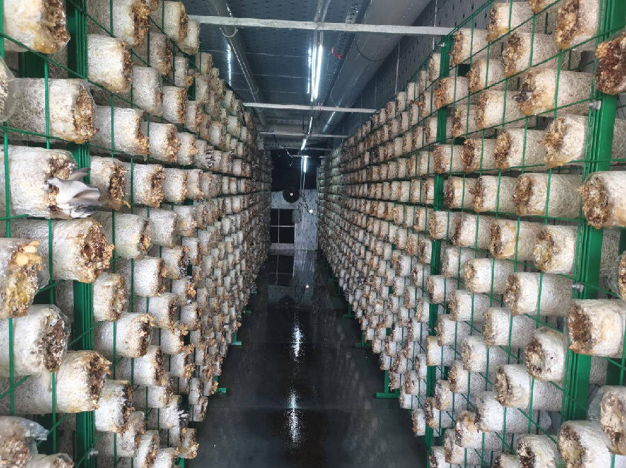双孢菇产业基地生产区一角（王莉雯 摄）