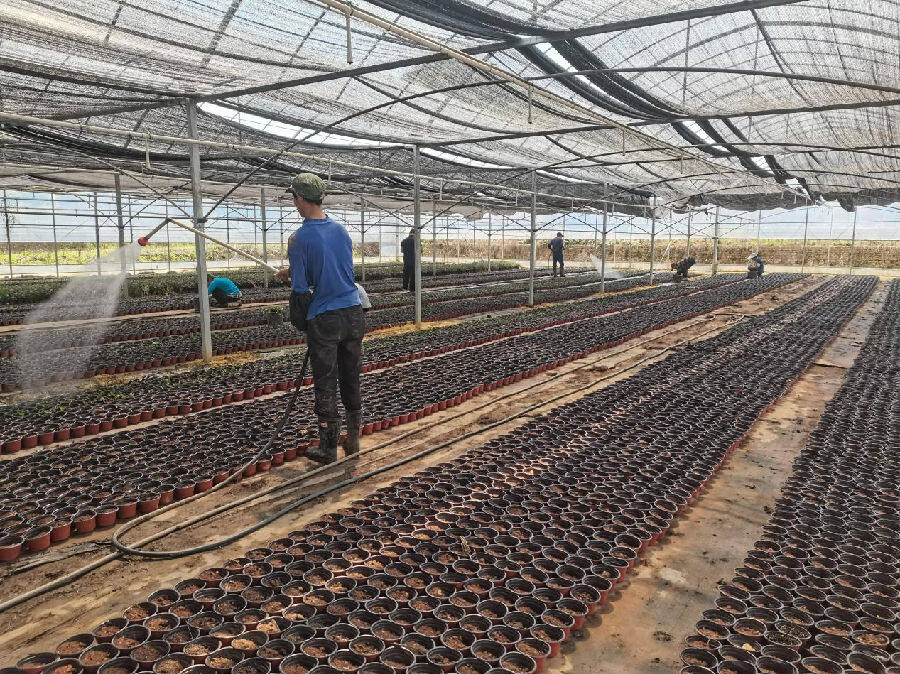 &nbsp;义坪村草花种植基地（王莉雯&nbsp;摄）